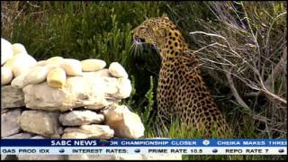 The leopard that killed Penguins at Bettys Bay will not be killed [upl. by Meta]