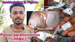 Discussion on neck twisting or Pigeon paramyxovirus PPMV1 and its treatment and vaccination [upl. by Tfat]