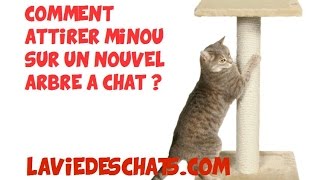 Comment faire adopter un nouvel arbre à chats 🐱 pour faire ses griffes [upl. by Dnob]