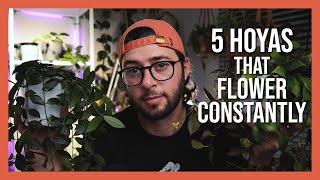 5 Hoyas That Flower Constantly  My Flowering Hoyas [upl. by Tristram]