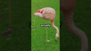 quot🦉 10 Surprising Facts About Flamingos You Wont Believe 🌸quot animals naturelovers facts [upl. by Neely]