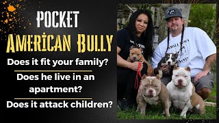 Pocket American Bully The Ideal Family Dog [upl. by Warring]