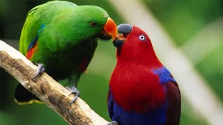 Eclectus Parrots Fighting At Mysore Zoo [upl. by Alemaj236]