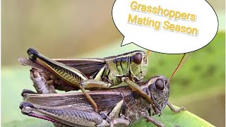 Grasshoppers Courting Mating amp Laying Eggs  PB España shorts grasshopper matingseason [upl. by Iatnwahs]