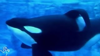 Another Tragedy At SeaWorld [upl. by Nellie]