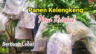 Panen Kelengkeng New Kristal Berbuah Lebat [upl. by Meredith]