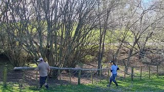 Everything I Know About Coppicing Hazelnut Trees I Learned From YouTube  Conclusion [upl. by Ibbob354]