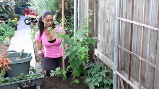 How to Stake Raspberries  The Chefs Garden [upl. by Alakim]