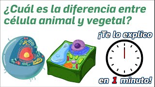 90 ¿Cuál es la diferencia entre célula animal y vegetal  ¡Te lo Explico en Un Minuto [upl. by Naejarual]