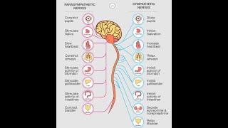 Physiology  Autonomic Nervous System  MCQs on ANS functions  part 1  DrNagi  Arabic [upl. by Ralina398]