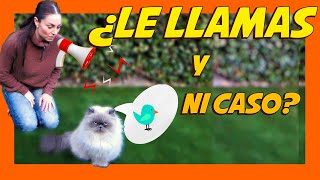 Cómo LLAMAR a un GATO 📝 Enseñar a un GATO su NOMBRE 🐱  Adiestramiento Felino [upl. by Shaylynn437]