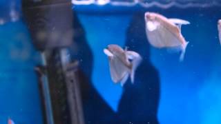 Coolest Silver Hatchet fish in a Freshwater Tropical Aquarium High Definition HD [upl. by Euqinot]