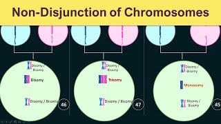 NonDisjunction of chromosomes  Trisomy Monosomy amp Disomy [upl. by Stella]