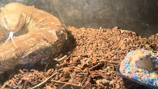 Monitor Lizard Hunts Hamster [upl. by Ameen]