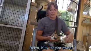 Kitty Harbor Cat Care Kitties with CH or Cerebellar Hypoplasia [upl. by Tennaj]