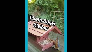 😁 übermütiger Kleiber nuthatch [upl. by Jerz]