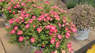 Potentilla Happy Face® Hearts Bush Cinquefoil  Hardy NATIVE Easy to Grow dwarf shrub [upl. by Amikahs]