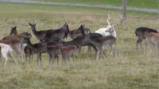 Fallow Buck Rutting [upl. by Emelita]