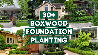 30 Ideas Boxwood as Foundation Planting 🏡🌳✨ [upl. by Ahtekal]