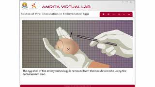 Routes of Viral Inoculation in Embryonated Eggs [upl. by Eemla]