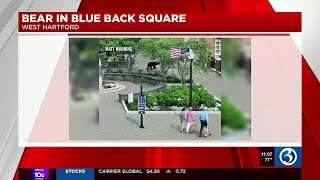 Bear wanders through Blue Back Square in West Hartford [upl. by Semyaj]