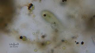 Pond Life Through the Microscope Peranema 1 [upl. by Ias]