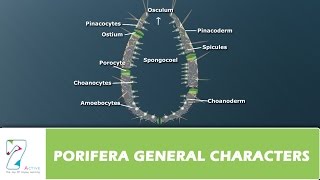 PORIFERA GENERAL CHARACTERS [upl. by Asilet]