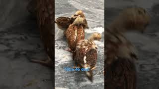 Tetra 46 dayspakistan aseelmurga viralvideo chicken like follow [upl. by Eittik]