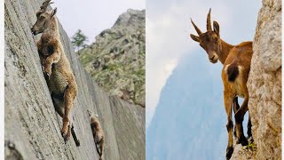 Mountain Goats  The Incredible Ibex Defies Gravity Despite Its Hooves [upl. by Ahseiyn201]