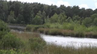 Zwart Water in Lichtaart briljant natuurreservaat  ThalsFMbe HD [upl. by Oinotnanauj]