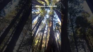 Muir woods national park CA  trail 산책  가을 산책 muirwoods nationalpark 미국일상 미국여행 [upl. by Aneehsirk]