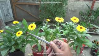 Collecting Seeds From Plants  Calendula Flower  Saving Seeds for Next Year Urduhindi [upl. by Ardnohsed]