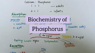 Phosphorus  Sources Functions Absorption Excretion  Biochemistry of Minerals [upl. by Elboa]