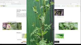 How To Identify Any Plant in Minutes For FREE [upl. by Baerl]