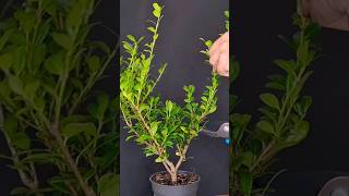 Shaping ilex crenata bonsai [upl. by Eelan]