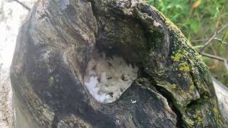 Coral Tooth Fungus Hericium coralloides  All Mushrooms are Magic [upl. by Tdnaltroc]