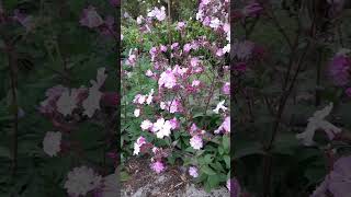 Silene SileneDioica RedCampion plants garden flowers nature travel holiday ep4 [upl. by Swope]