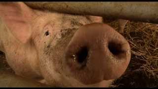 Le cochon Bio de La Ferme du Vieux Poirier en Alsace [upl. by Llerud]