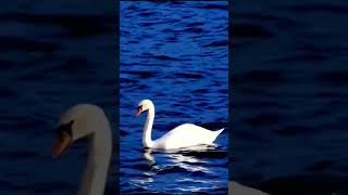 White Swan Aquatick Ambience BIRD [upl. by Pontone]