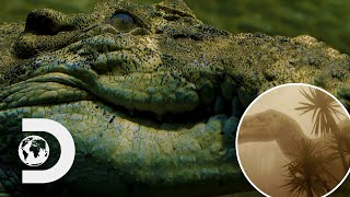 How Crocodiles Survived The Meteor That Killed All Dinosaurs  Modern Dinosaurs [upl. by Odelet418]