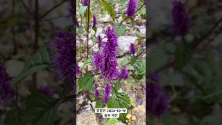 가을의 향기를 전하는 꽃향유 🌸 꽃말과 함께 알아보세요 꽃향유 Elsholtzia splendens 가을향기 꽃구경 [upl. by Ayerf]