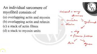 An individual sarcomere of myofibril consists of a overlapping ac [upl. by Jenine731]