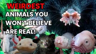 Weirdest Animals You Won’t Believe Are Real [upl. by Nalyr]