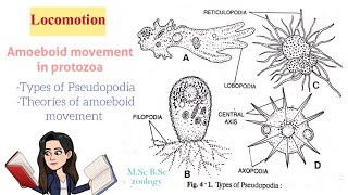 LocomotionAmoeboid movement in protozoaTypes of Pseudopodia Theories of Amoeboid movt MSc BSc [upl. by Lodmilla]