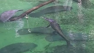 See This Alligator Swim Peacefully Alongside Manatees [upl. by Tiler251]