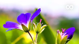 Morning Relaxing Music  Positive Piano Music for Stress Relief Study Music Angeline [upl. by Ahseinod409]