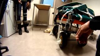 Transport de chiens en ambulance animalière aux urgences vétérinaires [upl. by Zetrac735]