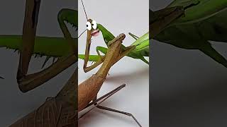 Mantis vs Mantis Epic Battle mantis [upl. by Aneerhs]