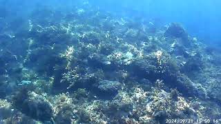 Short diving near Civitavecchia  scuba cam  p2 [upl. by Nawek]