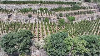 180° View of Vigna Cappero [upl. by Kciredohr]